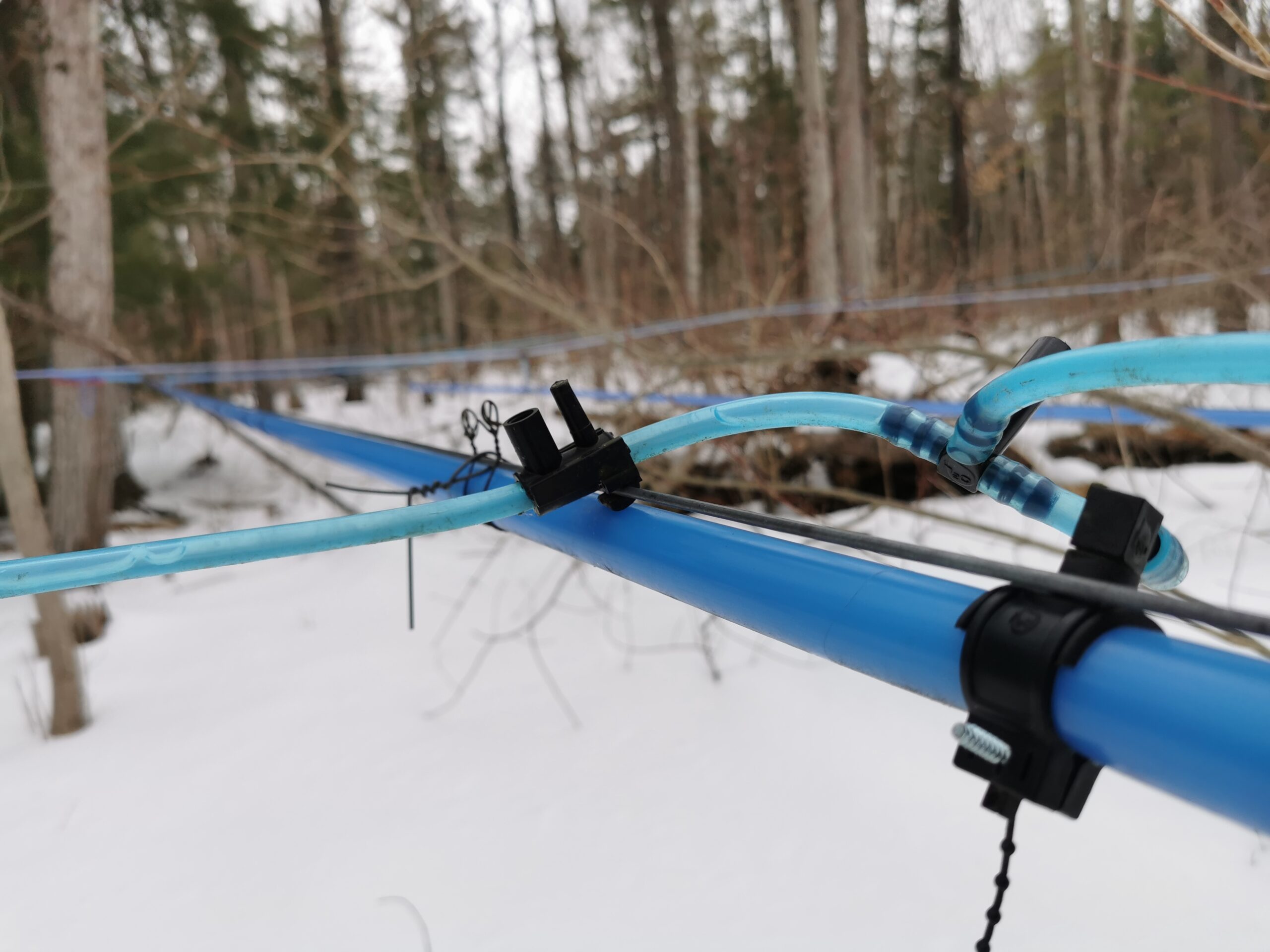 THE CANADIAN MAPLE SYRUP CASE: WHEN "PURE" IS NOT PURE AND WHY RETAIL NEEDS THE WHOLE-CHAIN INTERNATIONAL STANDARD